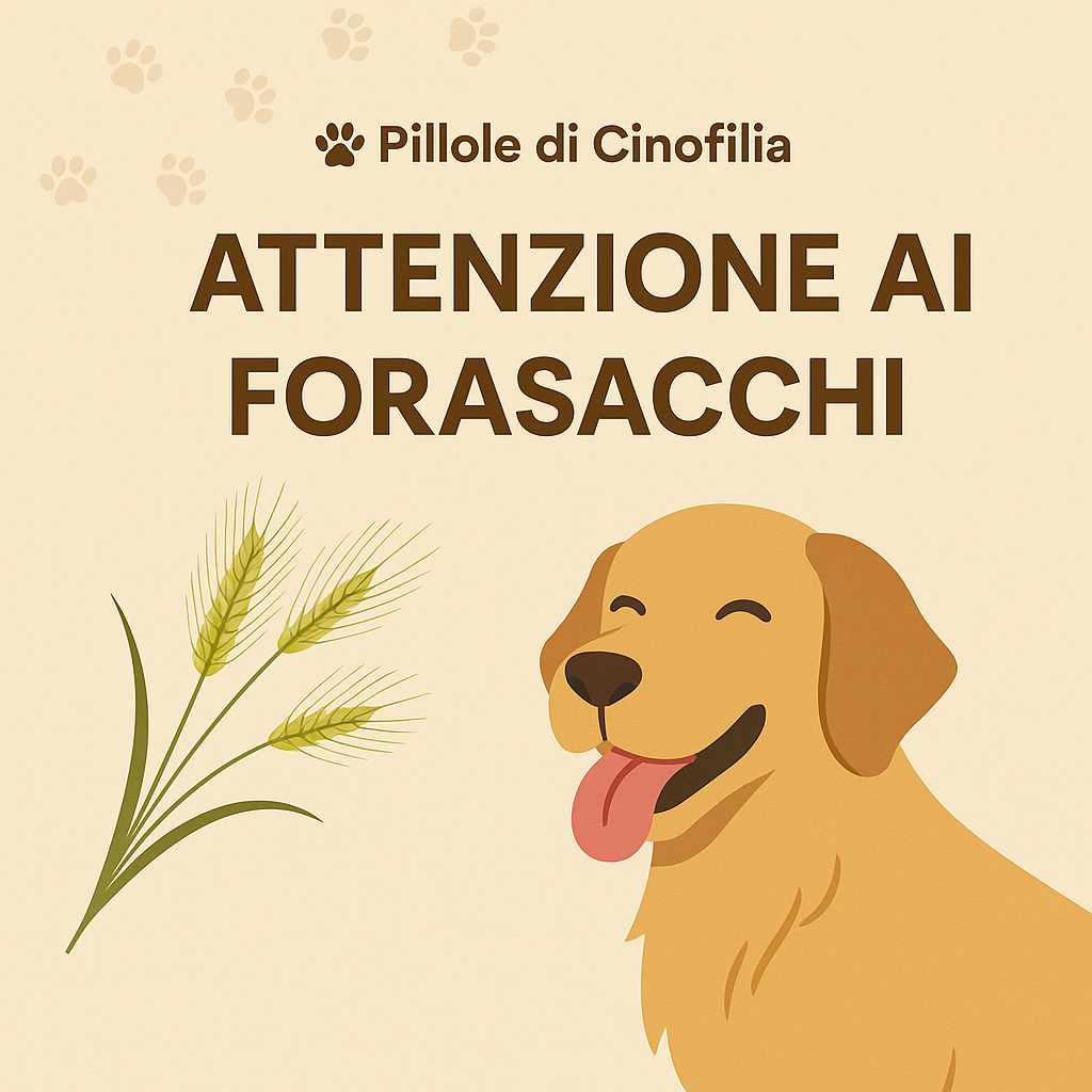 🐾 Pillole di Cinofilia – Attenzione ai Forasacchi!