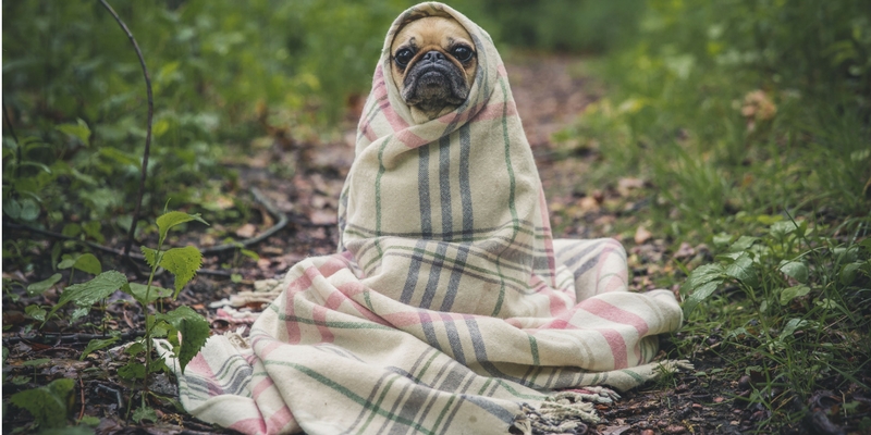 🐾 Pillole di Cinofilia –  E’ arrivato l’inverno: cappottini si o no?